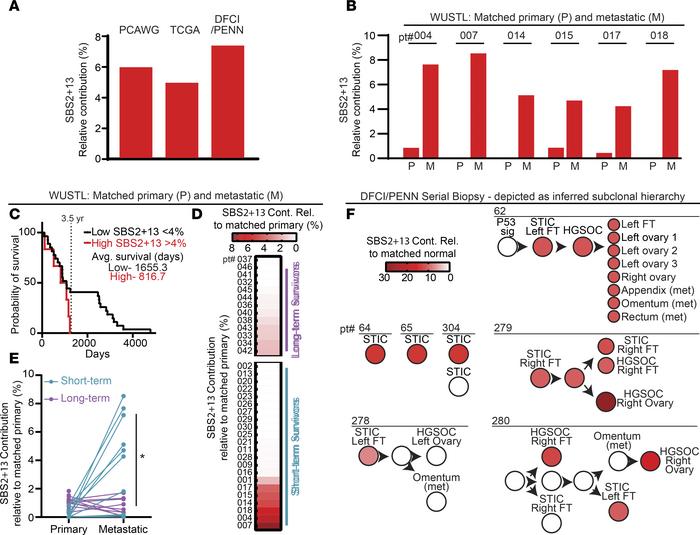 APOBEC3 activity correlates with poor survival in patients with HGSOC.
(...