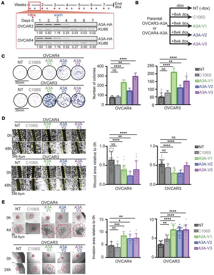 Episodic A3A expression promotes HGSOC cell survival, migration, and inv...