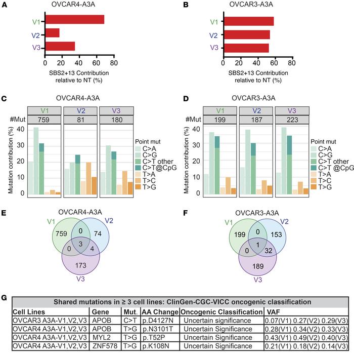 Episodic A3A in HGSOC causes stochastic mutagenesis.
Whole exome sequenc...