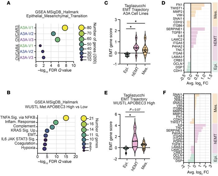 Episodic A3A alters epithelial-mesenchymal transition in HGSOC.
(A) RNA-...