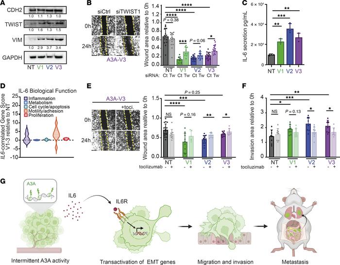 Inhibition of EMT signaling limits A3A-induced migratory phenotype.
(A) ...