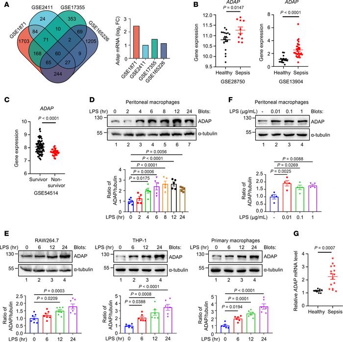 ADAP is an LPS stimulus–responsive protein in macrophages, and its expre...
