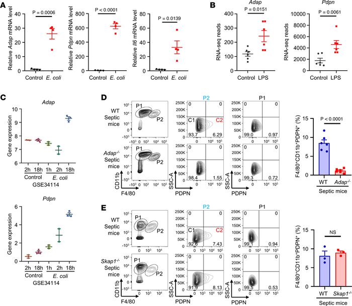The generation of an inducible distinct subset of PDPNhi PMs in vivo is ...