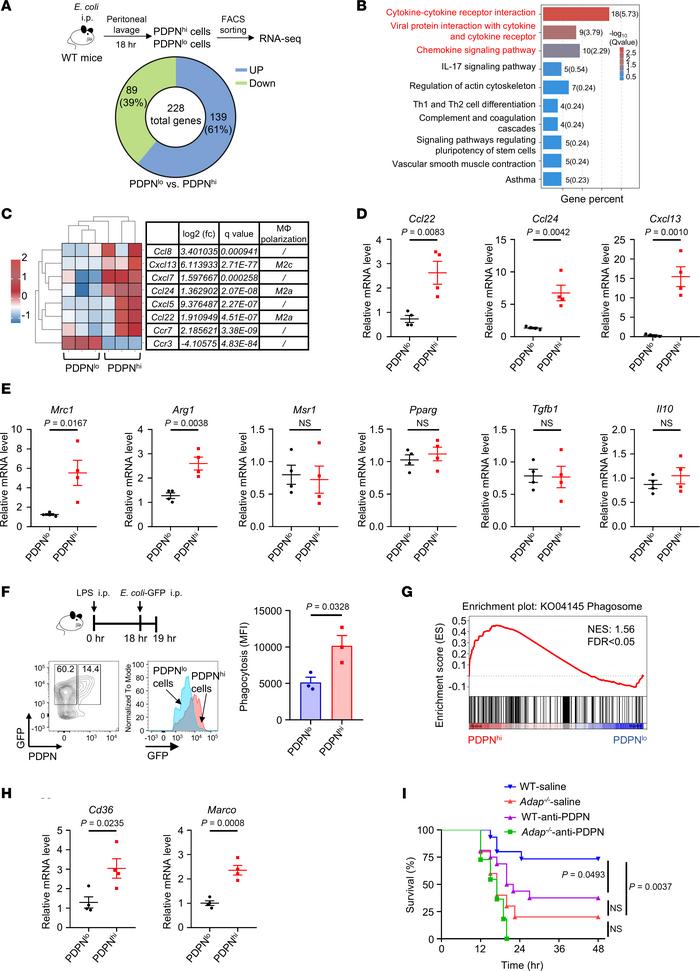 The PDPNhi PM subset exhibits a phenotype closely akin to M2 macrophages...