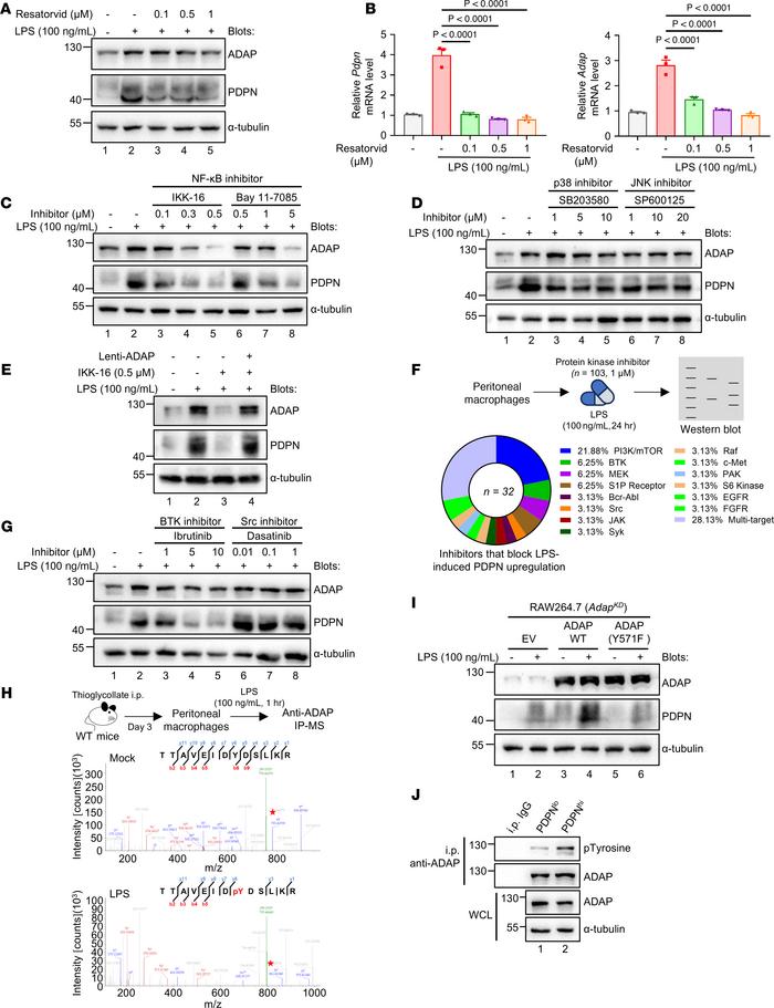 BTK-mediated tyrosine phosphorylation of ADAP at Y571 is indispensable f...