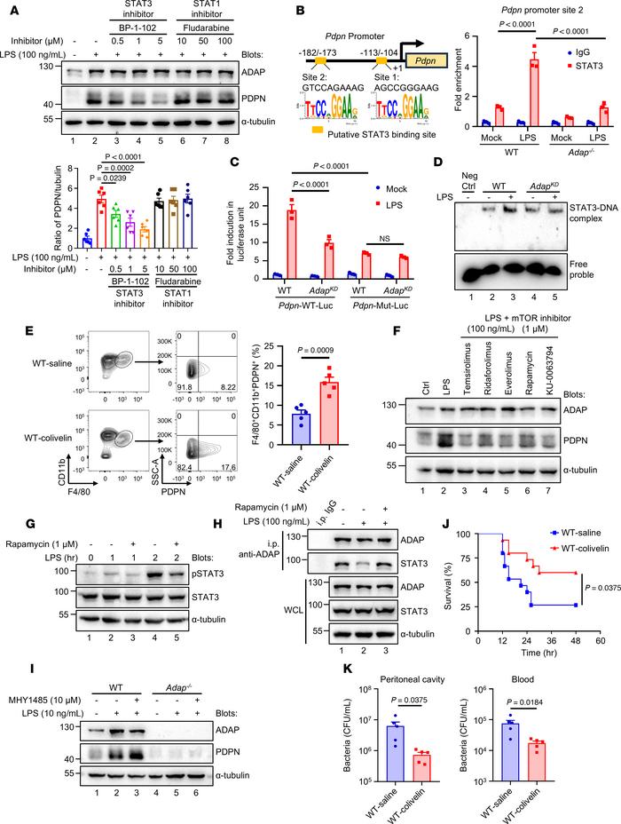 mTOR-mediated STAT3 phosphorylation potentiates ADAP-STAT3–dependent PDP...