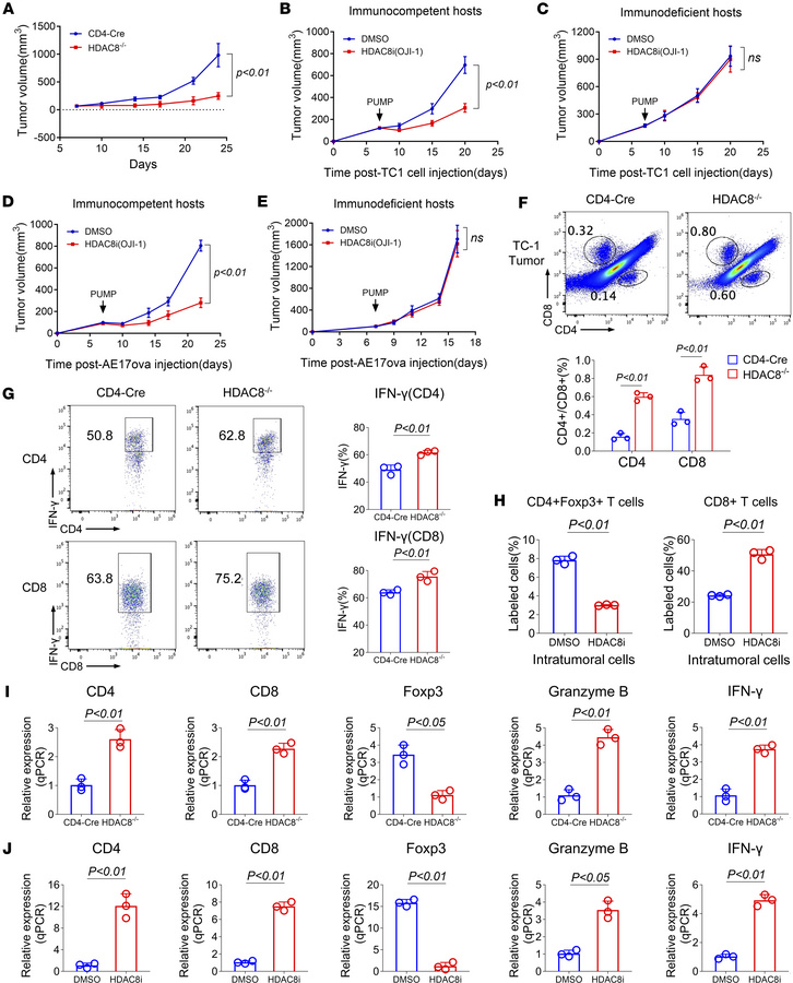 Conditional deletion or inhibition of HDAC8 promotes antitumor immunity ...