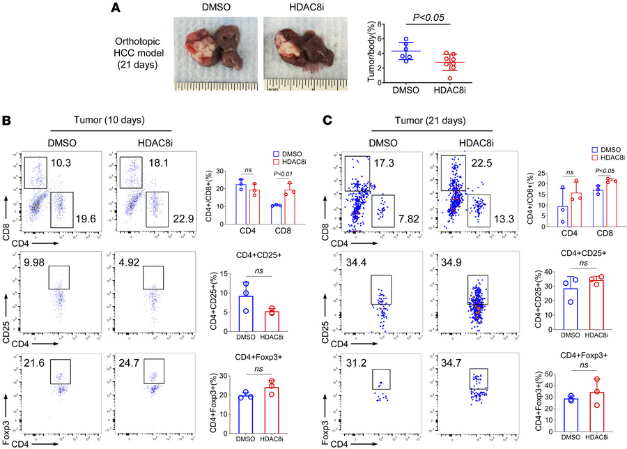 Inhibition of HDAC8 promotes antitumor immunity in an orthotopic HCC mod...