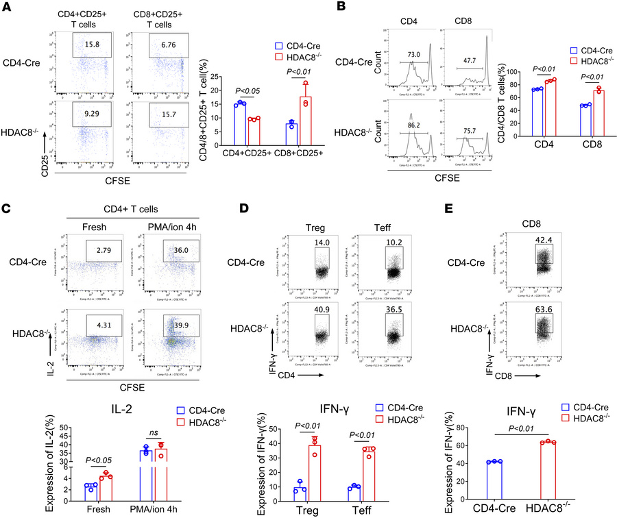 HDAC8 deletion enhances the proliferation and function of CD4+ and CD8+ ...
