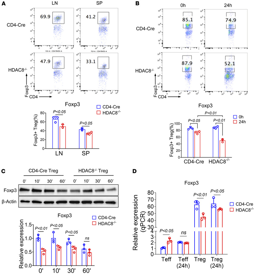 HDAC8 deletion decreased Foxp3 expression in vivo and in vitro.
(A) The ...