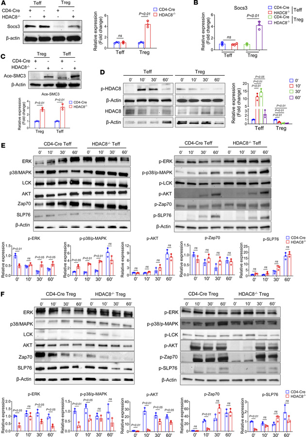 HDAC8 deletion enhances substrate acetylation and promotes its expressio...