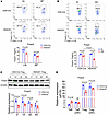 HDAC8 deletion decreased Foxp3 expression in vivo and in vitro.