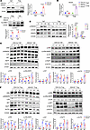 HDAC8 deletion enhances substrate acetylation and promotes its expression.