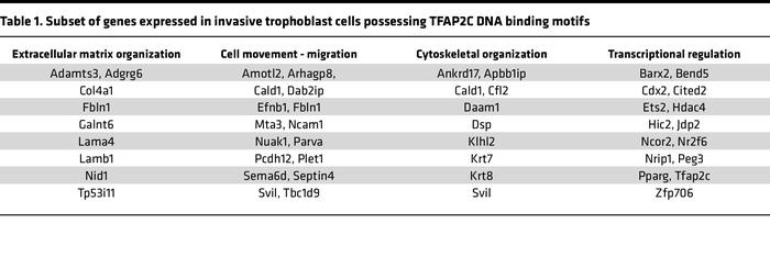 Subset of genes expressed in invasive trophoblast cells possessing TFAP2...