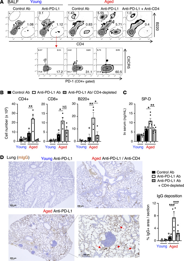 CD4+ T cells are necessary for the development of anti–PD-L1 therapy–ind...