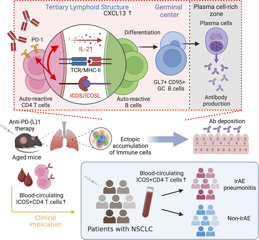 graphical abstract