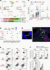 ICOS-expressing effector CD4+ T cells excessively accumulate in lung tissue