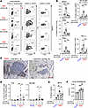 Abrogation of ICOS-ICOSL interaction with anti-ICOSL Ab attenuates the deve