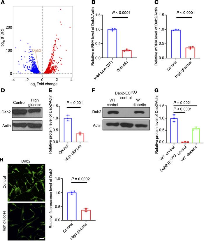 Diabetes and high-glucose treatment in ECs lead to the downregulation of...