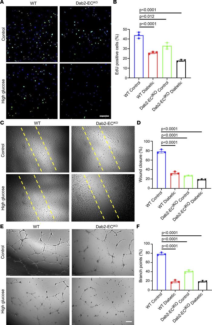 EC-specific Dab2 knockout causes reduced angiogenesis in vitro.
(A) Repr...