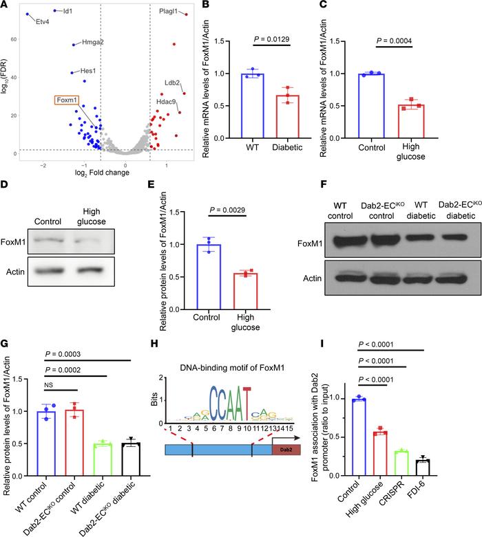 FOXM1 is downregulated in diabetes and regulates Dab2 transcription.
(A)...