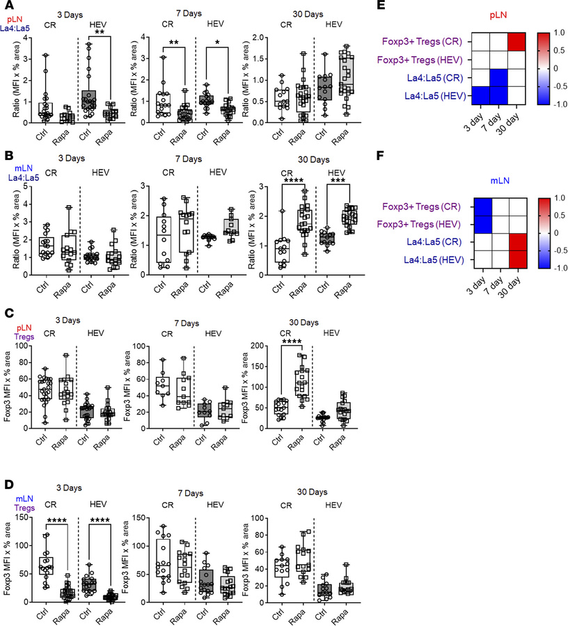 Effects of rapamycin on LN cell content, cell distribution, and structur...