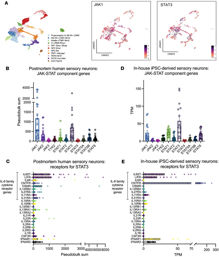 Genes related to JAK/STAT signalling are expressed in human sensory neur...