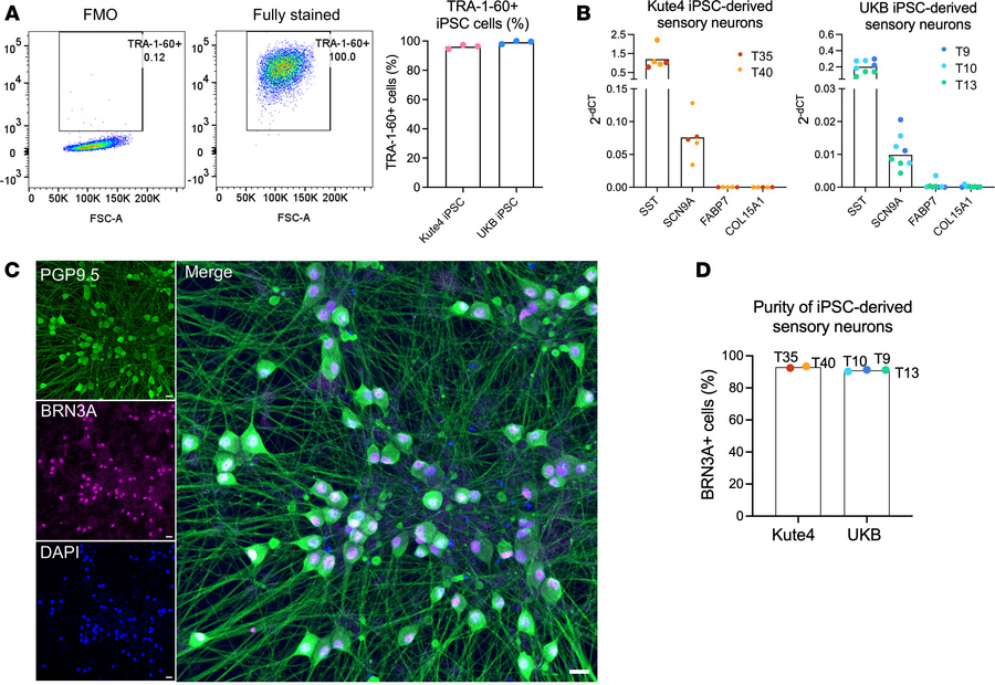 Characterization of iPSC-derived sensory neurons.
(A) IPSC-derived senso...