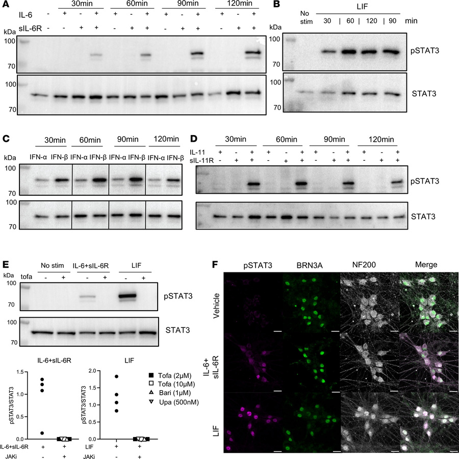 RA-relevant recombinant cytokines induced neuronal pSTAT3 in peripheral ...