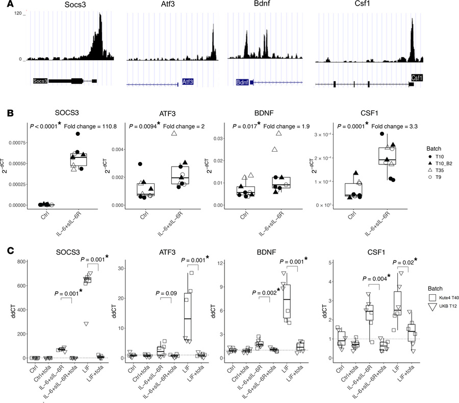 IL-6 + sIL-6R and LIF increase the expression of pain-relevant genes wit...