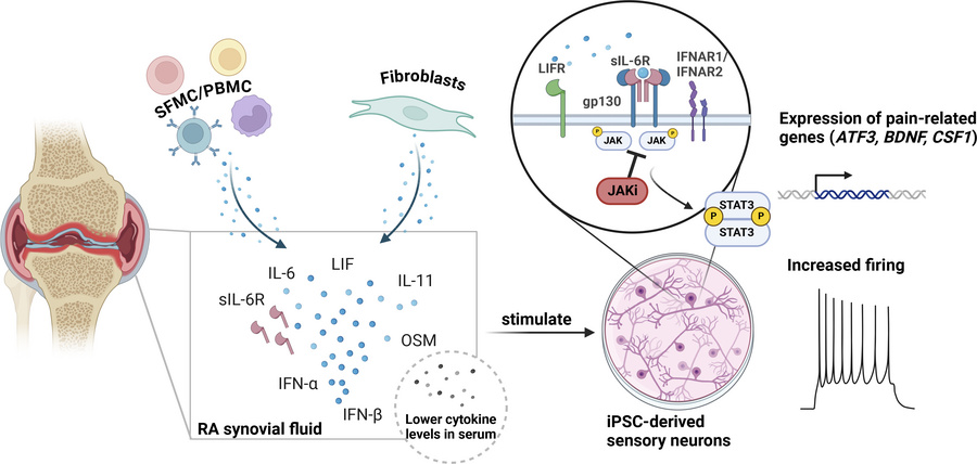 graphical abstract