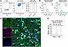 Characterization of iPSC-derived sensory neurons.