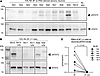 RA-derived synovial fluid can induce pSTAT3 in human sensory neuron culture