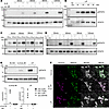 RA-relevant recombinant cytokines induced neuronal pSTAT3 in peripheral sen