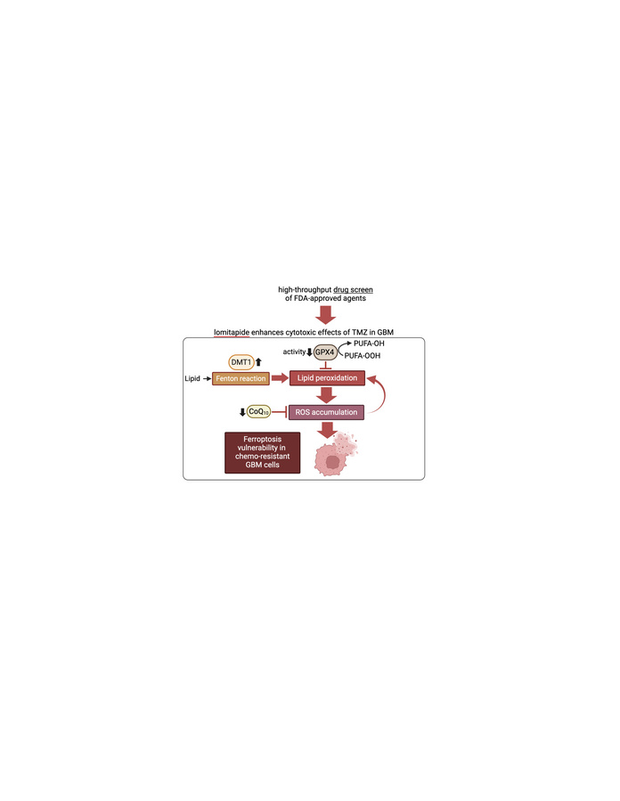 graphical abstract