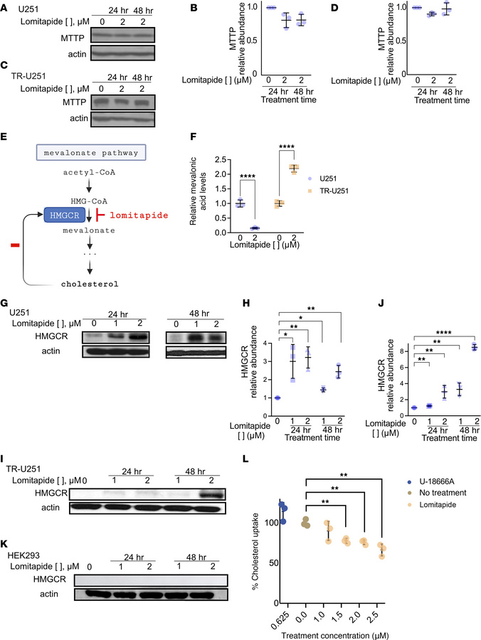 Lomitapide cytotoxicity in vitro is attributed to inhibition of de novo ...