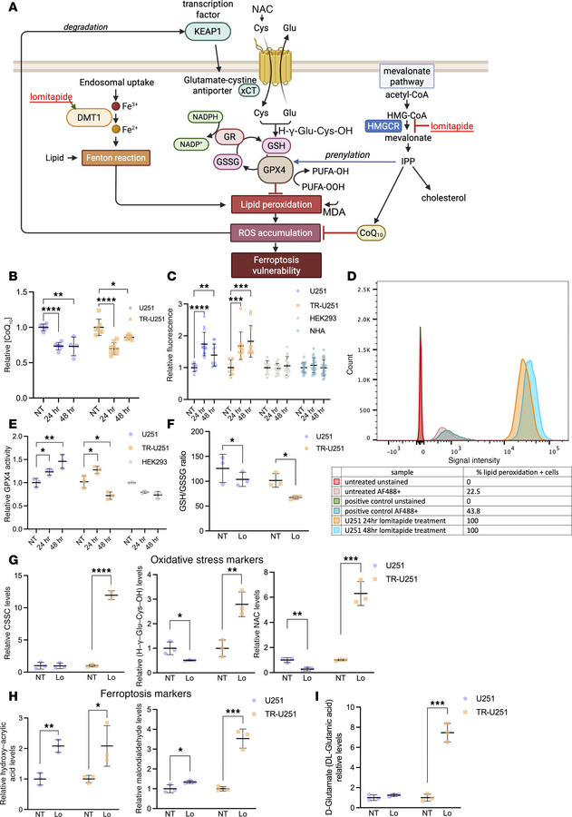 Lomitapide treatment primes glioma cells for ferroptosis.
(A) Mevalonate...