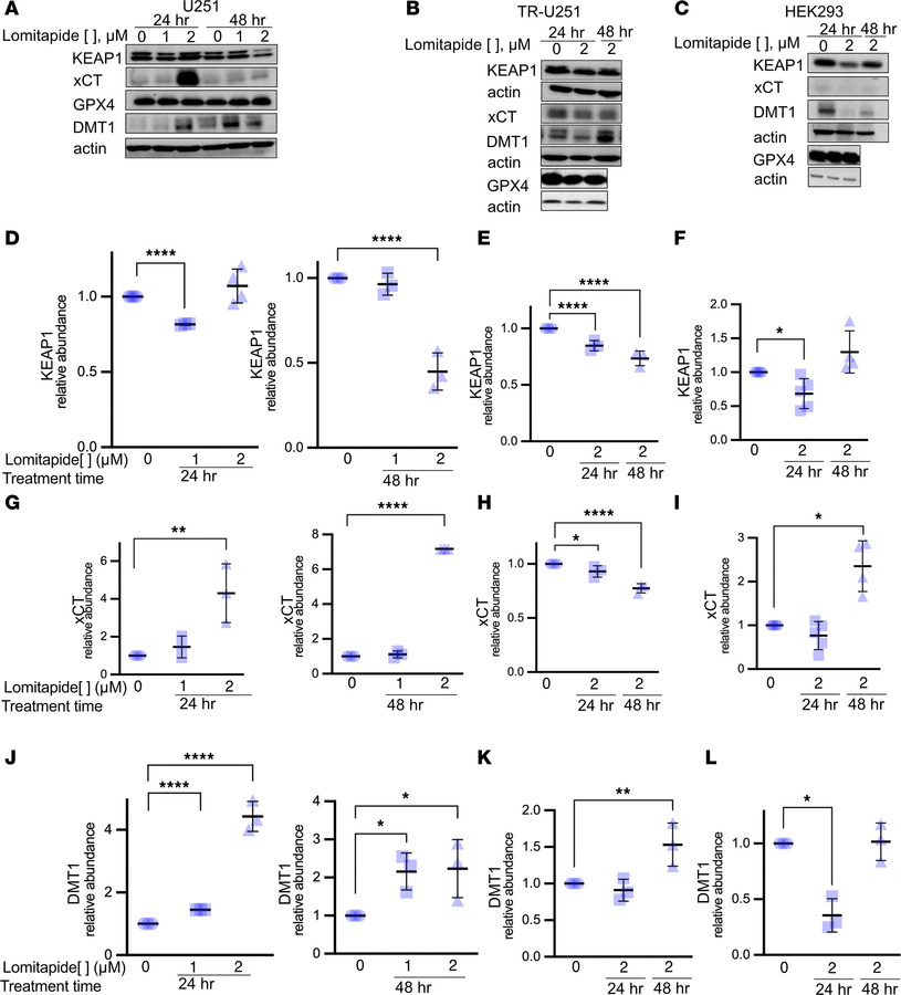 Lomitapide treatment results in expression changes of ferroptotic regula...