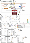 Lomitapide treatment primes glioma cells for ferroptosis.