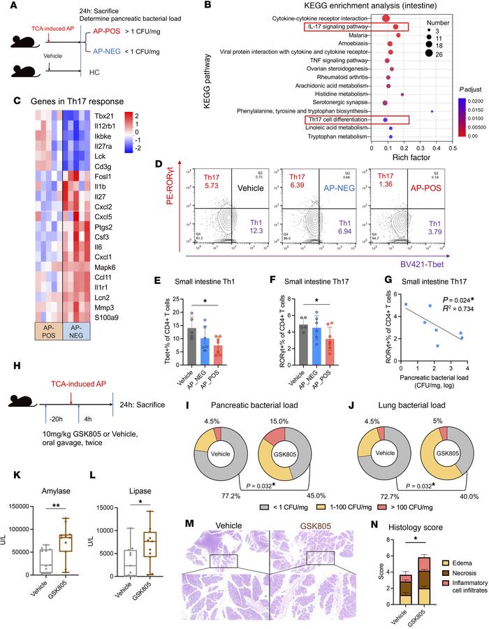 Impaired intestinal Th17 cell responses facilitate infections in AP mice...