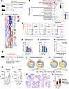 Impaired intestinal Th17 cell responses facilitate infections in AP mice.