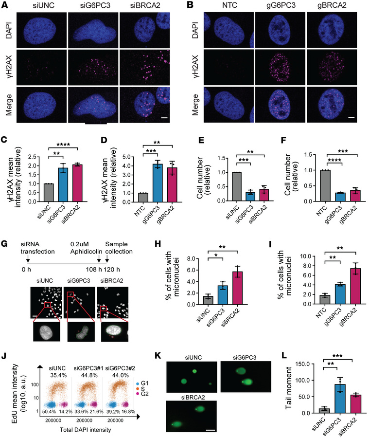 G6PC3 is necessary to maintain genome integrity.
(A and B) Representativ...