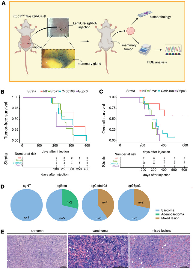 KO of potential genome maintenance factors accelerates mammary tumorigen...