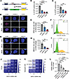 G6PC3 promotes homologous recombination.