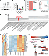 G6PC3 promotes transcription of HRR genes.