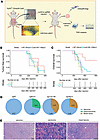 KO of potential genome maintenance factors accelerates mammary tumorigenesi
