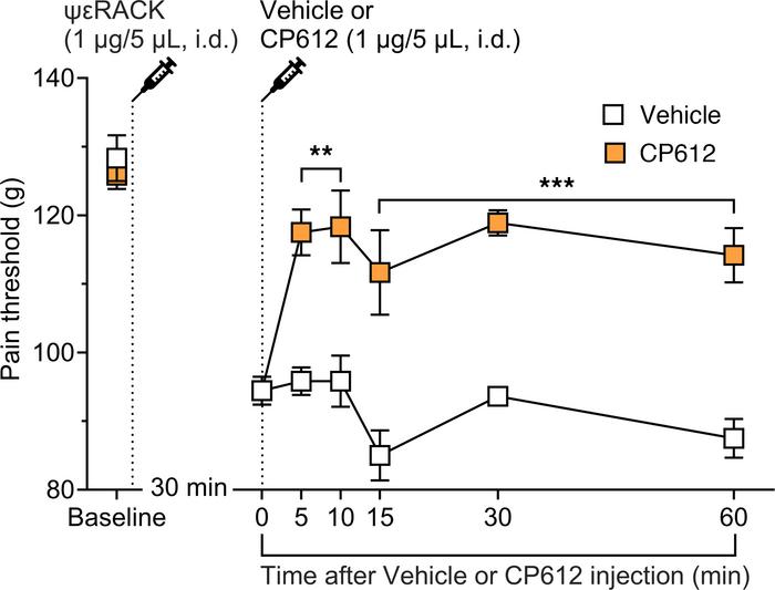 Hyperalgesia induced by the PKCε activator ψεRACK.
Administration of the...