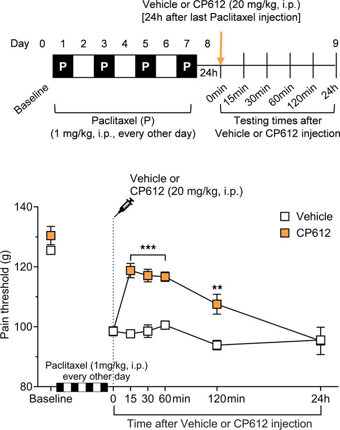 Hyperalgesia induced by the chemotherapeutic drug paclitaxel.
Repeated a...