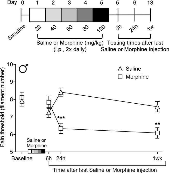 Time course of hyperalgesia induced by morphine withdrawal.
After repeat...