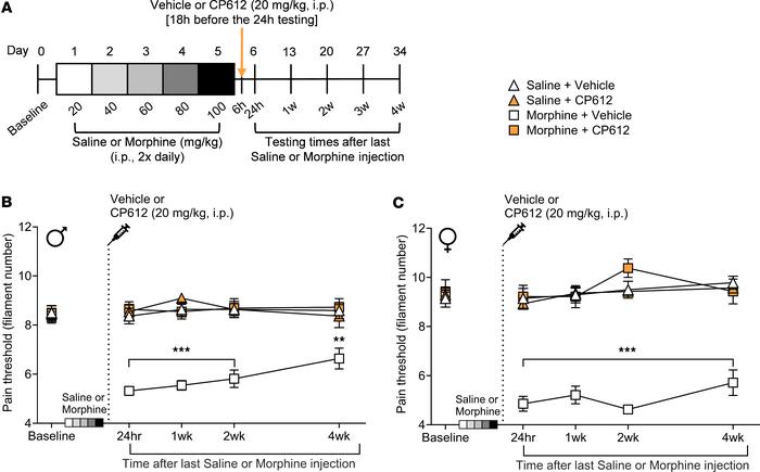 Prevention of hyperalgesia due to morphine withdrawal.
(A) Experimental ...